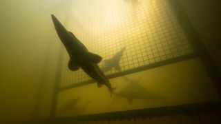 A sturgeon swims near a submerged barrier, with silhouettes of other fish visible through murky water. Light filters down from above
