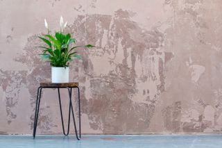 Peace lily on a bar stool against a pink textured wall
