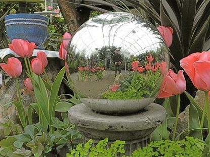 Garden Globe Next To Pink Tulips
