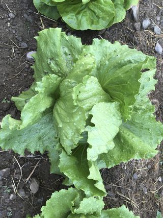 iceberg lettuce in how to grow lettuce