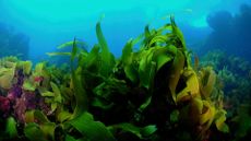 Underwater kelp forest (ocean forest)