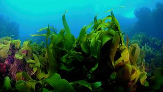 Underwater kelp forest (ocean forest)