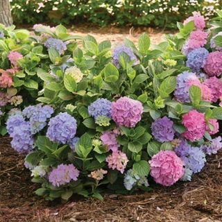 L.A. Dreamin'® Hydrangea