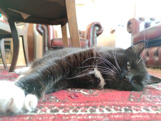 A black cat laying on a carpet