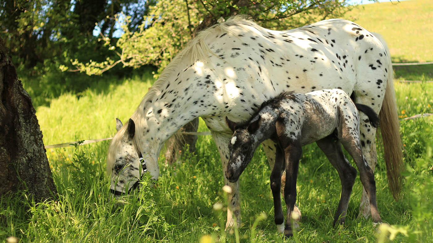 Spotilas-in-the-garden.jpg