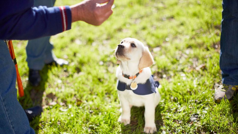 32 quick and easy tricks to teach your dog PetsRadar