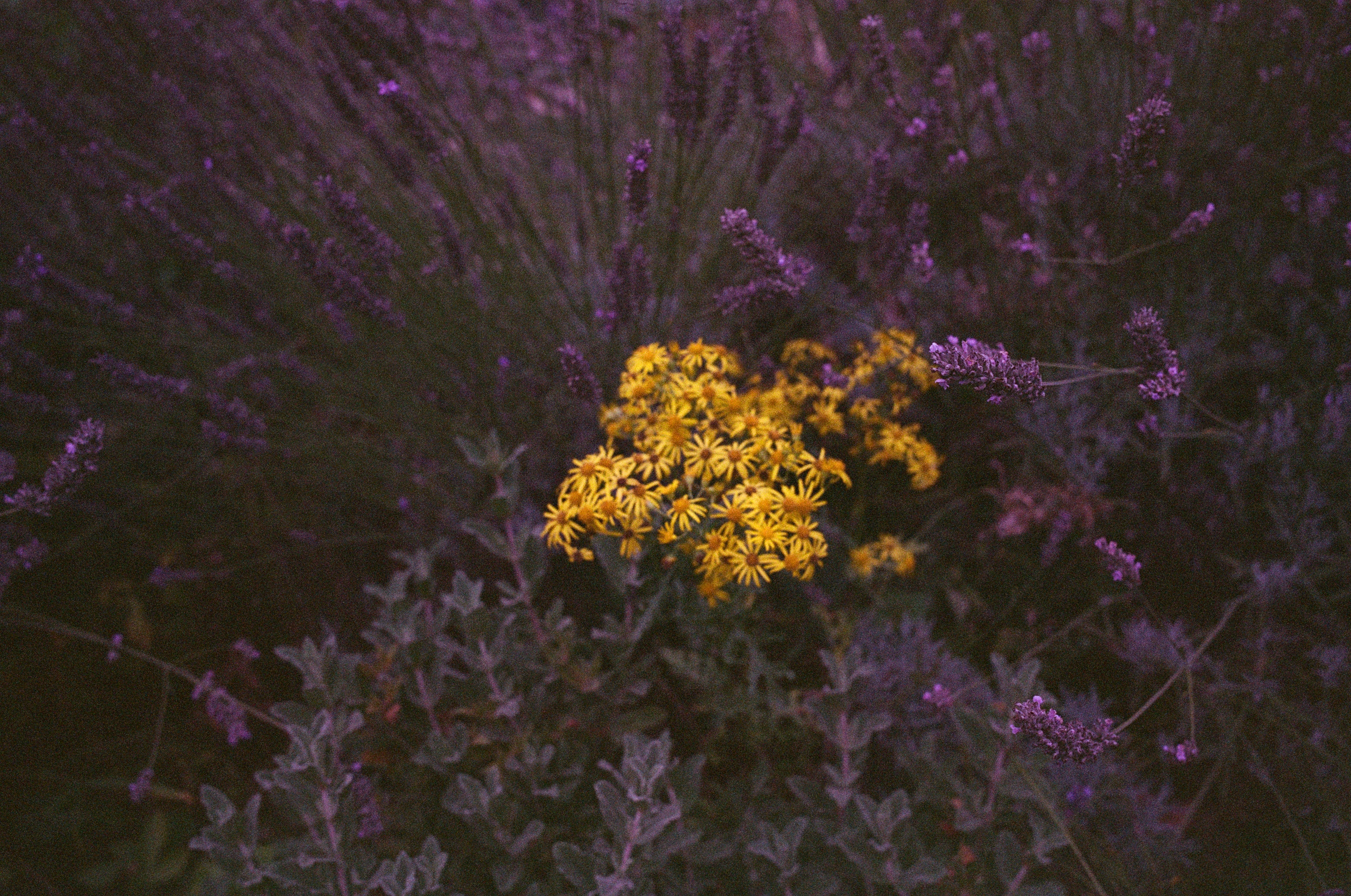 Leica MP color film scan of yellow flowers closeup