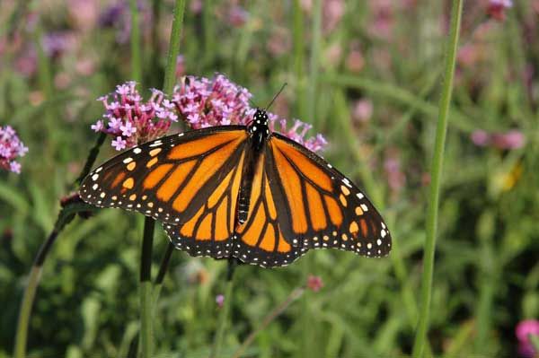 Monarch Butterflies Self-Medicate | Live Science