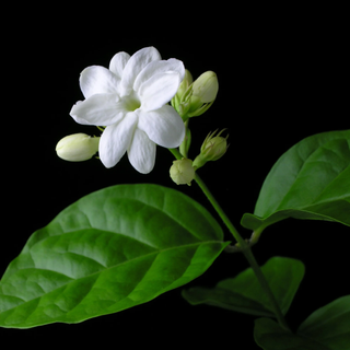 Jasmine Sambac 'Arabian' Live Perennial Shrub