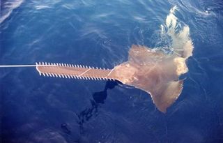 A smalltooth sawfish (Pristis pectinata) in the waters off the coast of Savannah, Ga.