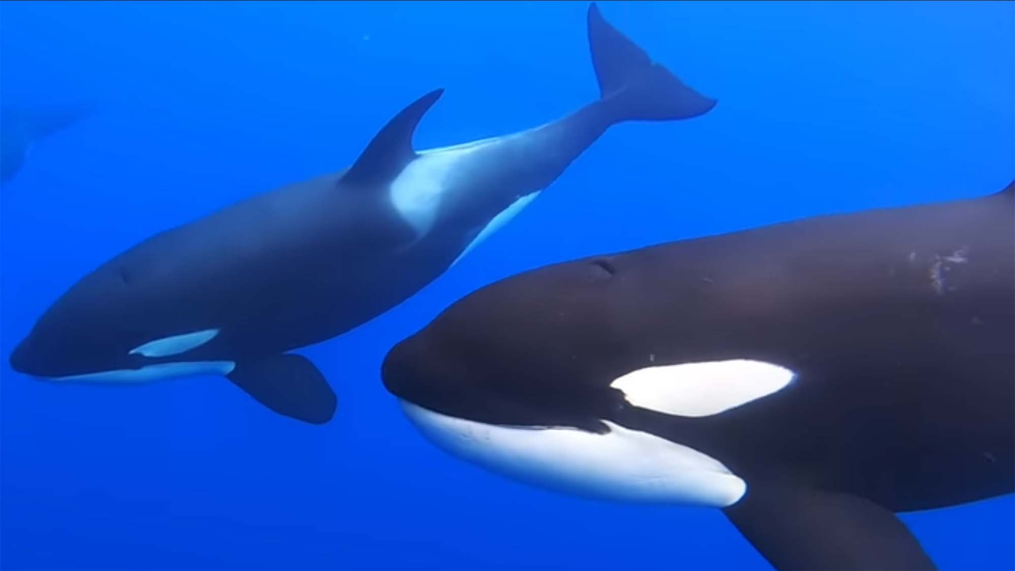 A pod of orcas swimming in the ocean