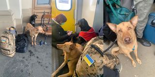 Gavin Guest and his dog Eli escape Ukraine