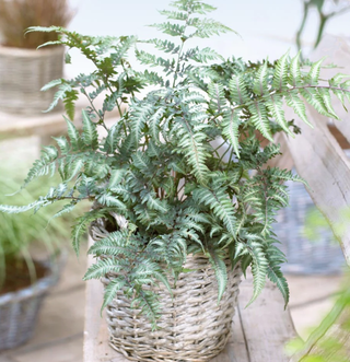 Japanese fern plant in a wicker pot