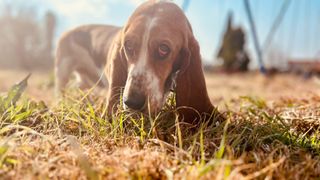 Basset hound sniffing the ground