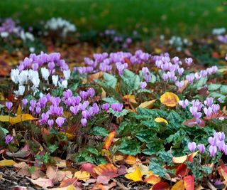 types of cyclamen hederifolium growing in woodland display