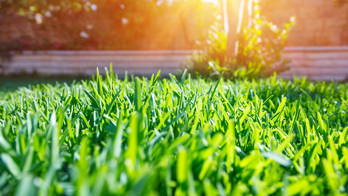 How to make your lawn thicker in 7 simple steps Tom's Guide