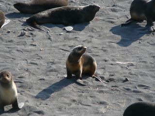 Fur seals living in Alaskan waters are also prone to picking up loops, that can bind their necks, even strangling them as they grow.