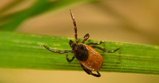 A tick waiting on a blade of grass.