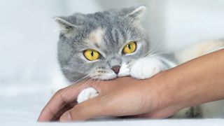 Scottish Fold cat biting person's arm
