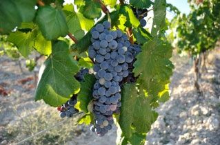 Revived wine grape variety Gonfaus