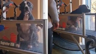 dog excited to use dog trotter treadmill