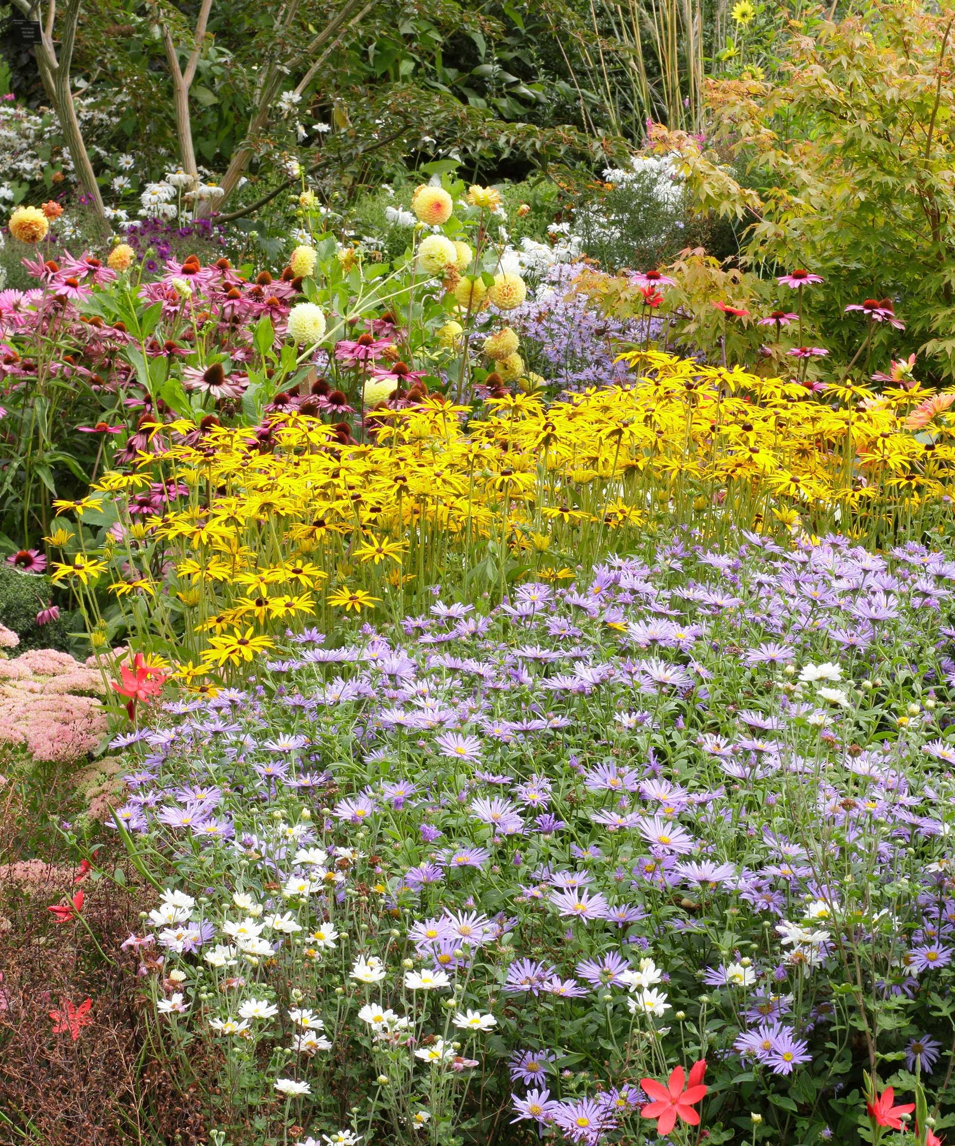 Annual vs perennial plants do you know the difference? Gardeningetc