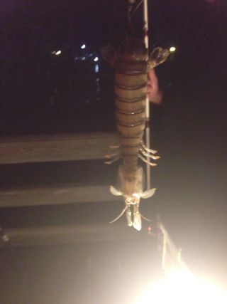 An oversized alien-like creature, which is likely a mantis shrimp, was caught off Fort Pierce, Florida, recently.