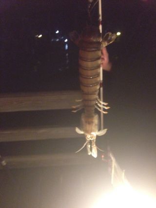 Oversized Alien Like Shrimp Caught Off Florida Is Id Ed Live Science