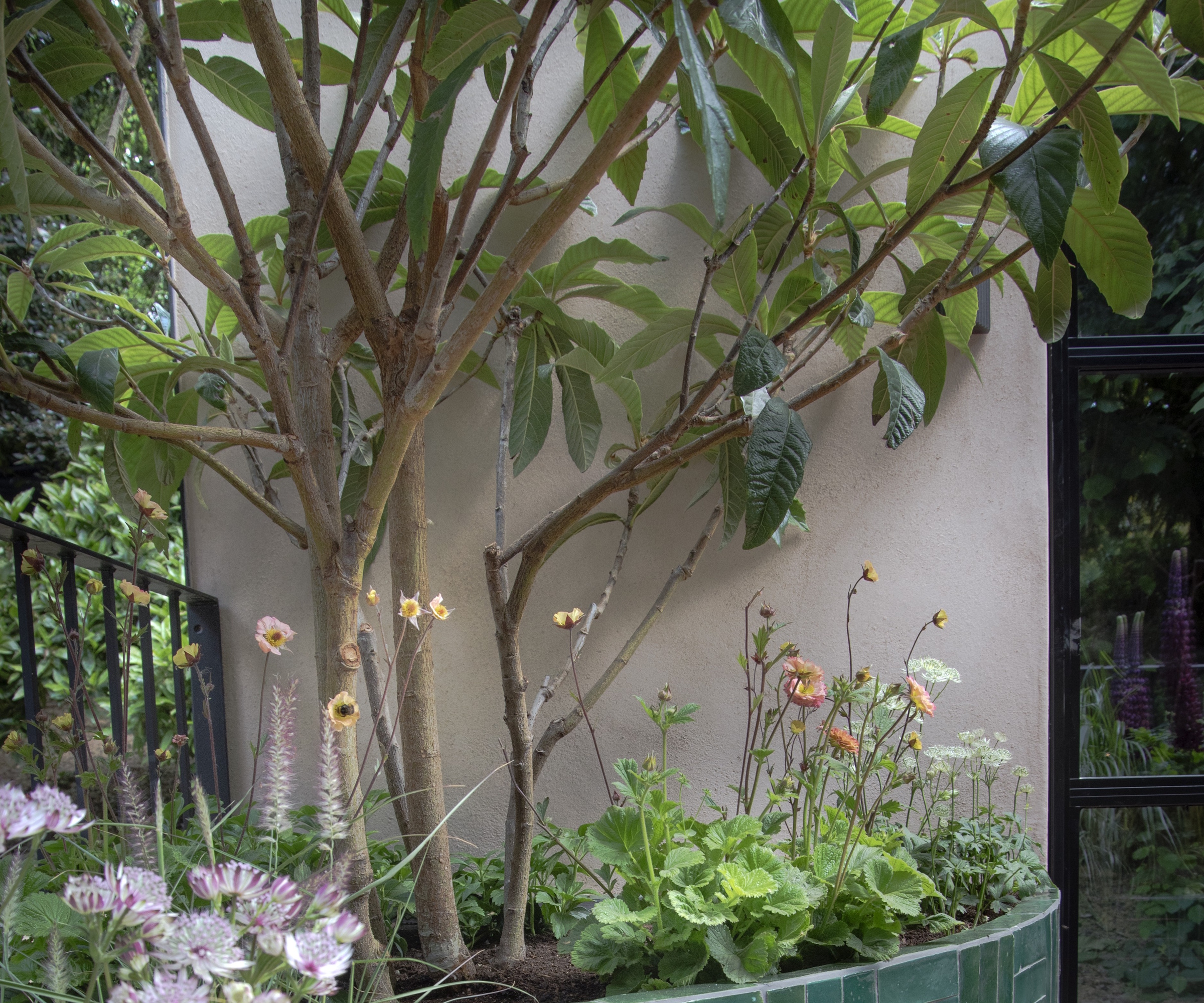 Small loquat tree, growing in a container with perennial geums, at the RHS Chelsea Flower Show 2025