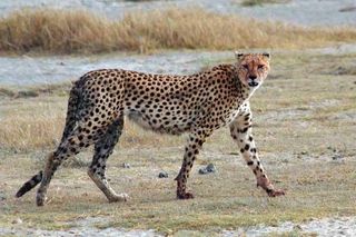 carnivore-cheetah-100727-02