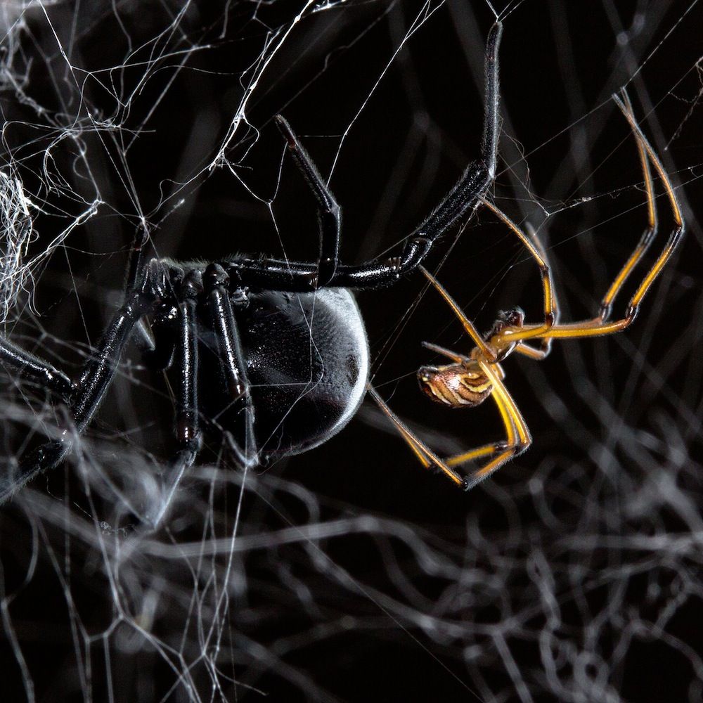 Female and male black widow on a web