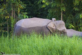 borneo, pygmie elephant