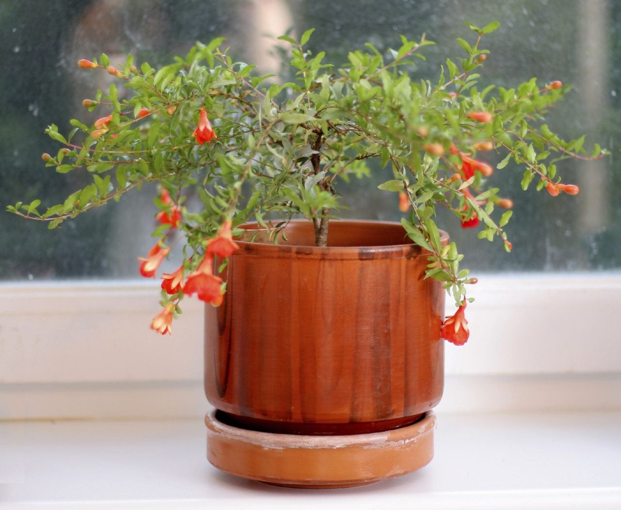 Potted Pomegranate Houseplant On Windowsill