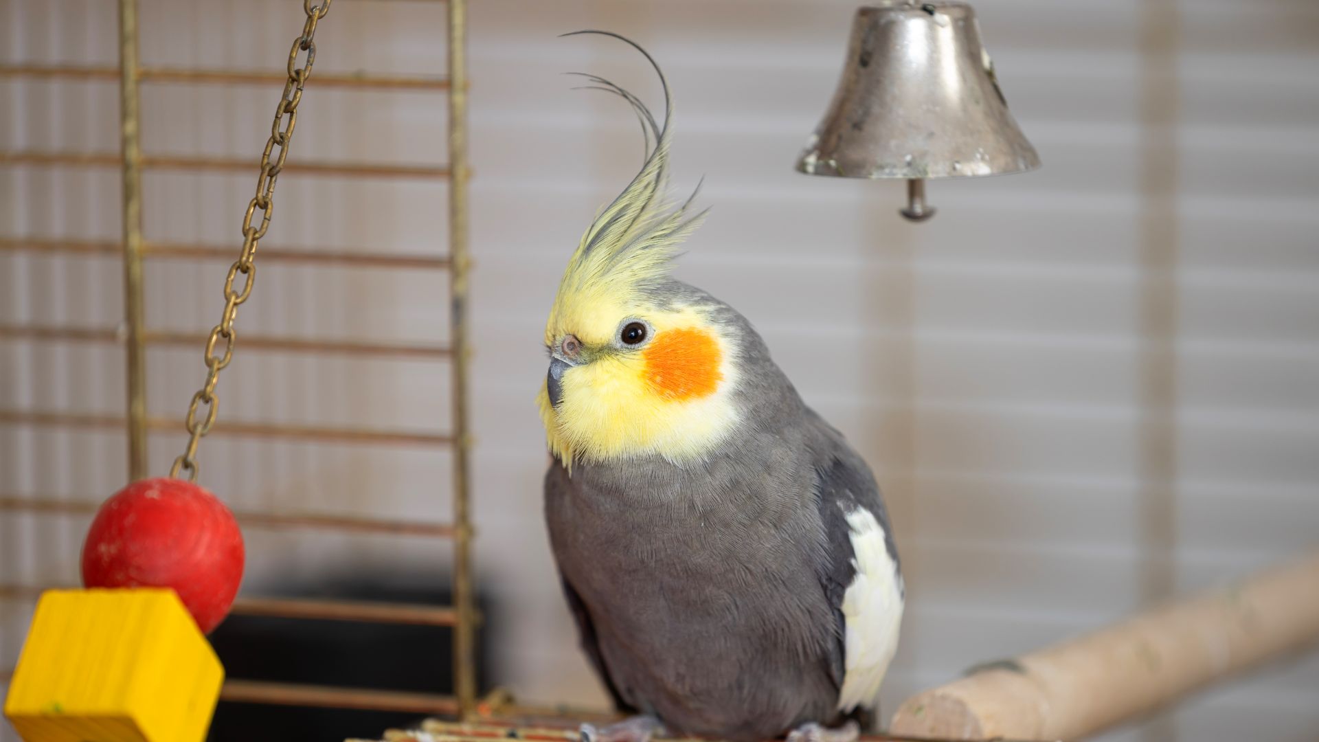 cockatiel sat outside cage, door open