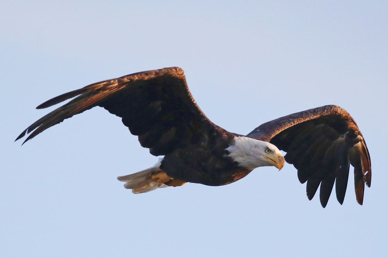 American bald eagle.