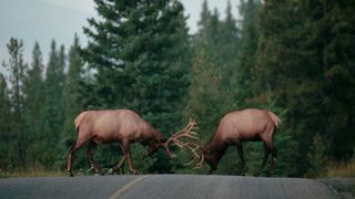 Two bull elk sparring on road