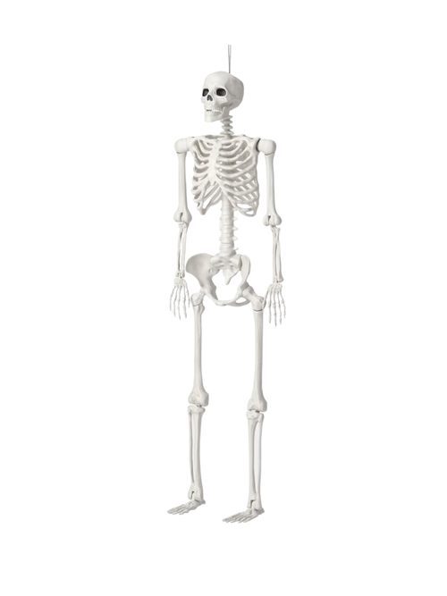 60" Poseable Lifesize Skeleton 