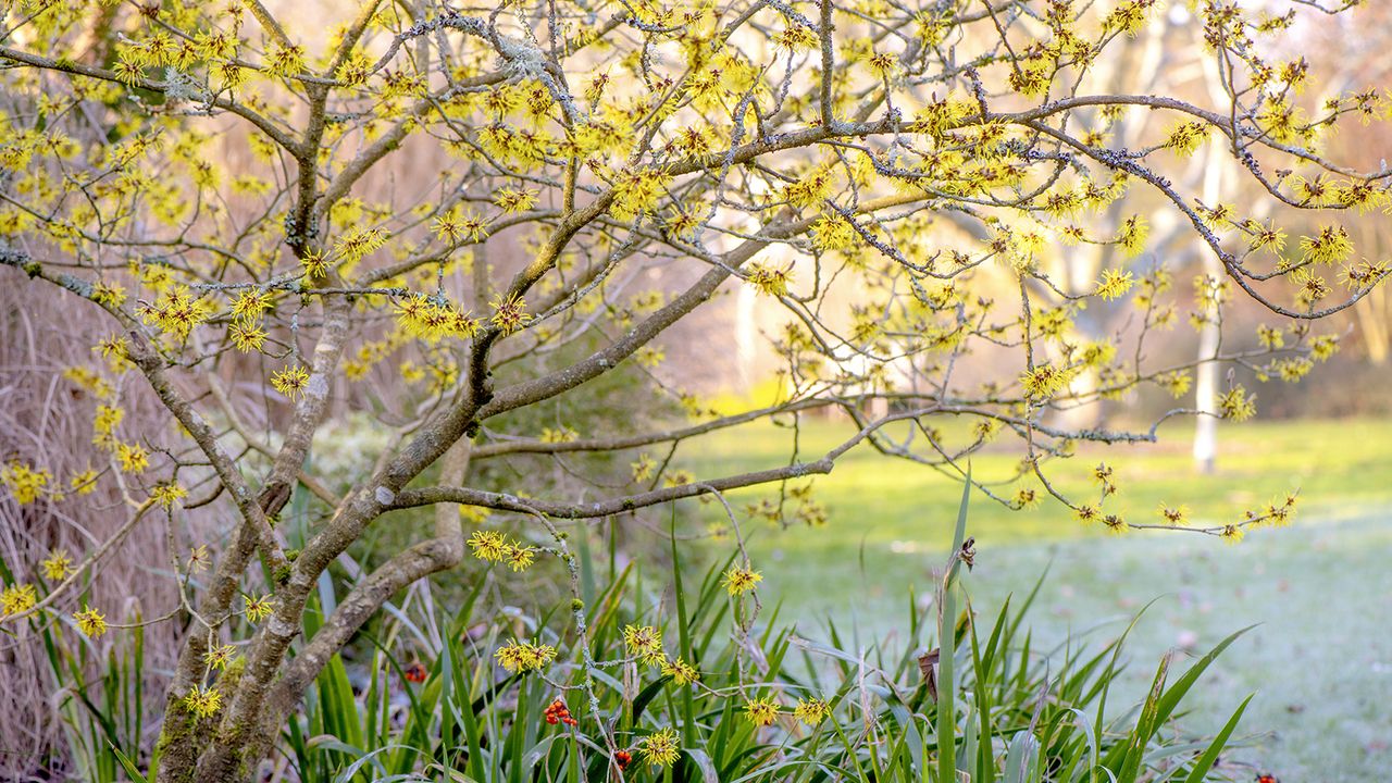 Close-up image of the beautiful spring flowering Hamamelis &#039;Wisley Supreme&#039; shrub 