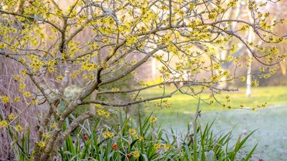 Close-up image of the beautiful spring flowering Hamamelis 'Wisley Supreme' shrub 