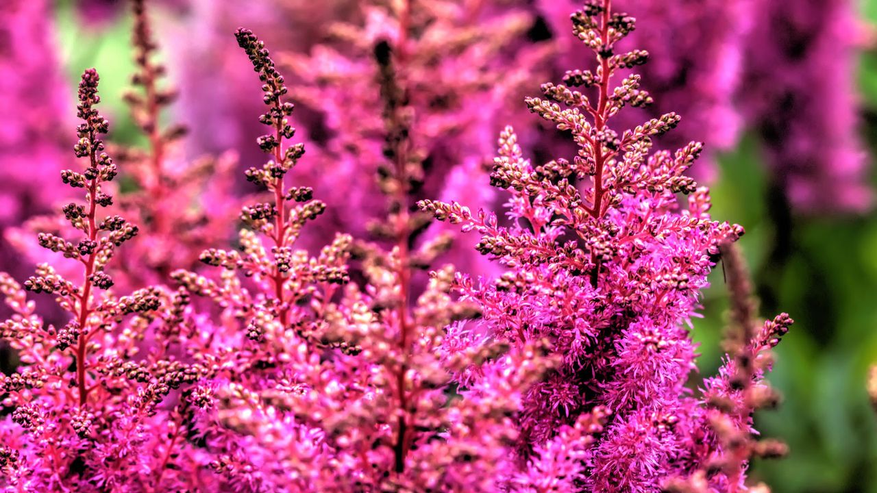 astilbe flowering in summer border