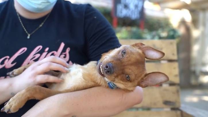 jasper the smiling dog