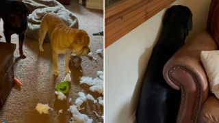 Shamed Rottweiler puts himself in the corner