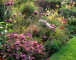 verbena, lillies, red hot pokers and other late summer flowers in a mixed border