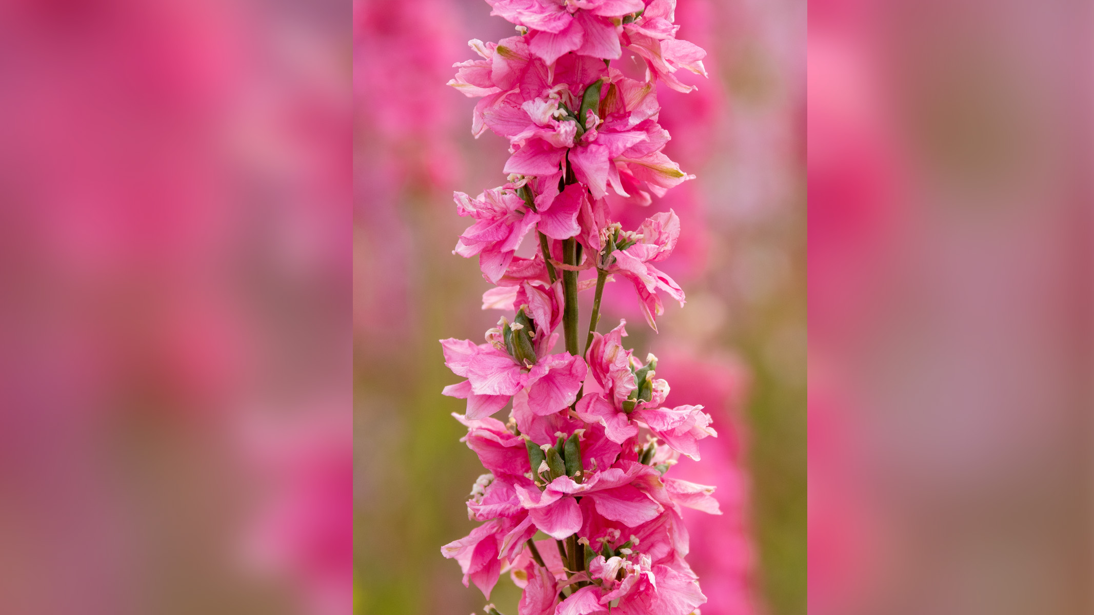 pink flower in a flower field