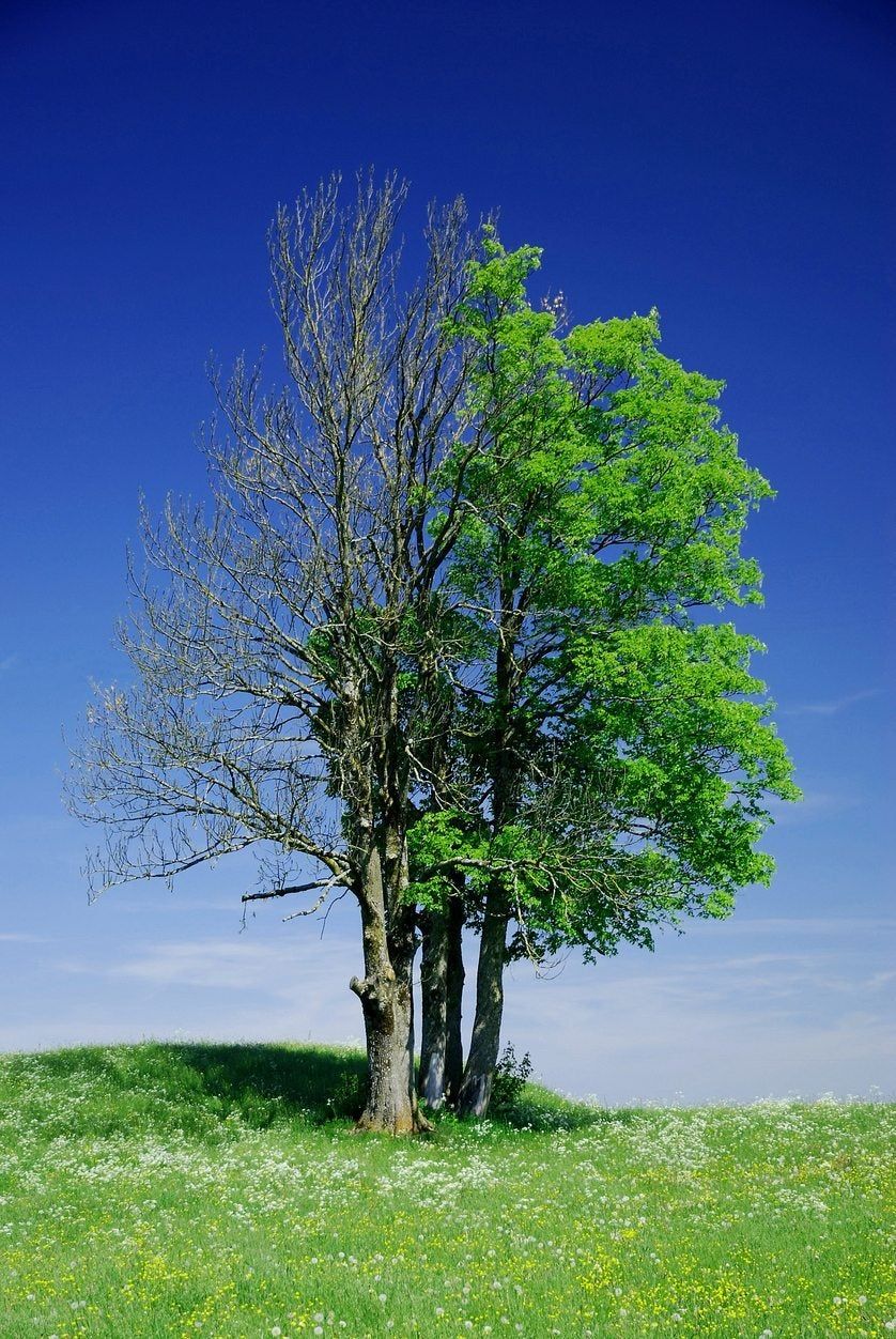 My Tree Is Dead All Of A Sudden: Learn About Sudden Tree Death Causes