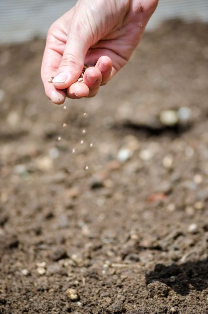 Hand Dropping Seeds Into Soil In The Garden