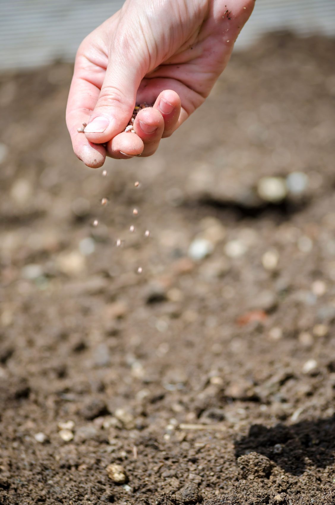 Fertilizer Side Dressing Information - How To Side Dress Garden Plants ...