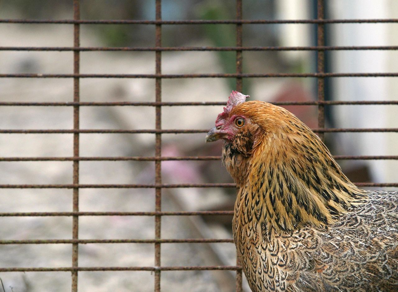 backyard chicken. 