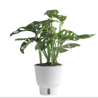 Costa Farms Little Swiss Monstera Plant