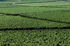 castillon, bordeaux vineyard